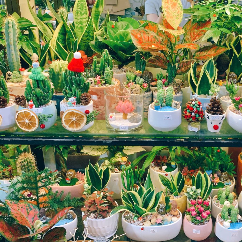 Phố Cây Xanh – Nơi chọn cây bền cho không gian bền