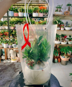 Tặng cây xanh 20/11 thay lời tri ân sâu sắc đến thầy cô. Món quà nhỏ xinh, ý nghĩa.