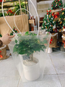 Tặng cây xanh 20/11 thay lời tri ân sâu sắc đến thầy cô. Món quà nhỏ xinh, ý nghĩa.