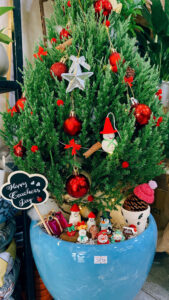 Tặng cây xanh 20/11 thay lời tri ân sâu sắc đến thầy cô. Món quà nhỏ xinh, ý nghĩa.