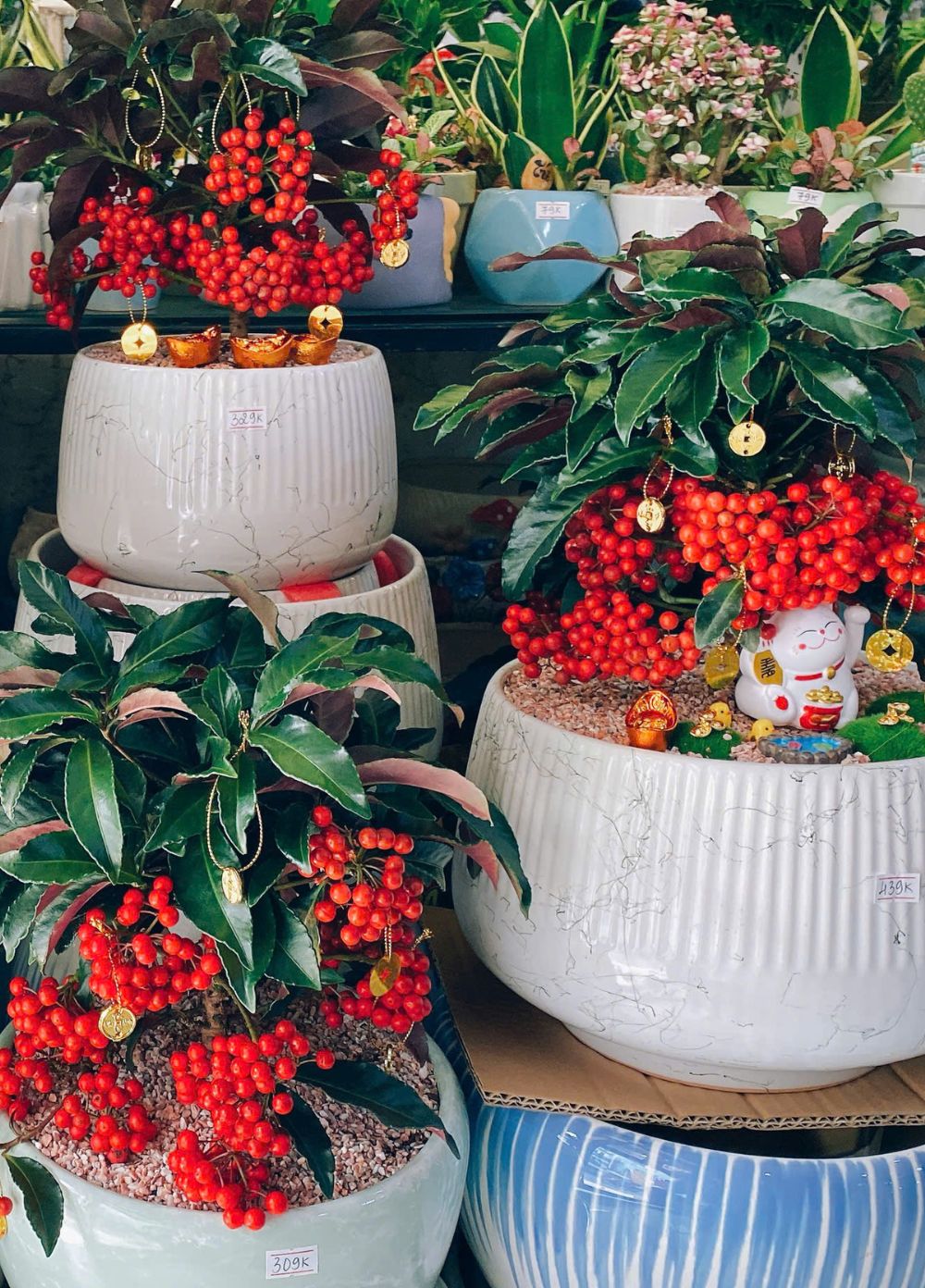 Cây Kim Ngân Lượng Cây Kim Ngân Lượng