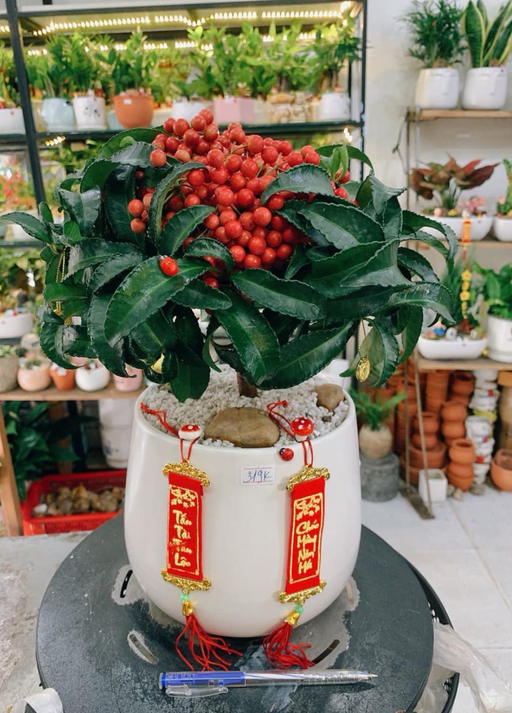 Cây Kim Ngân Lượng Cây Kim Ngân Lượng