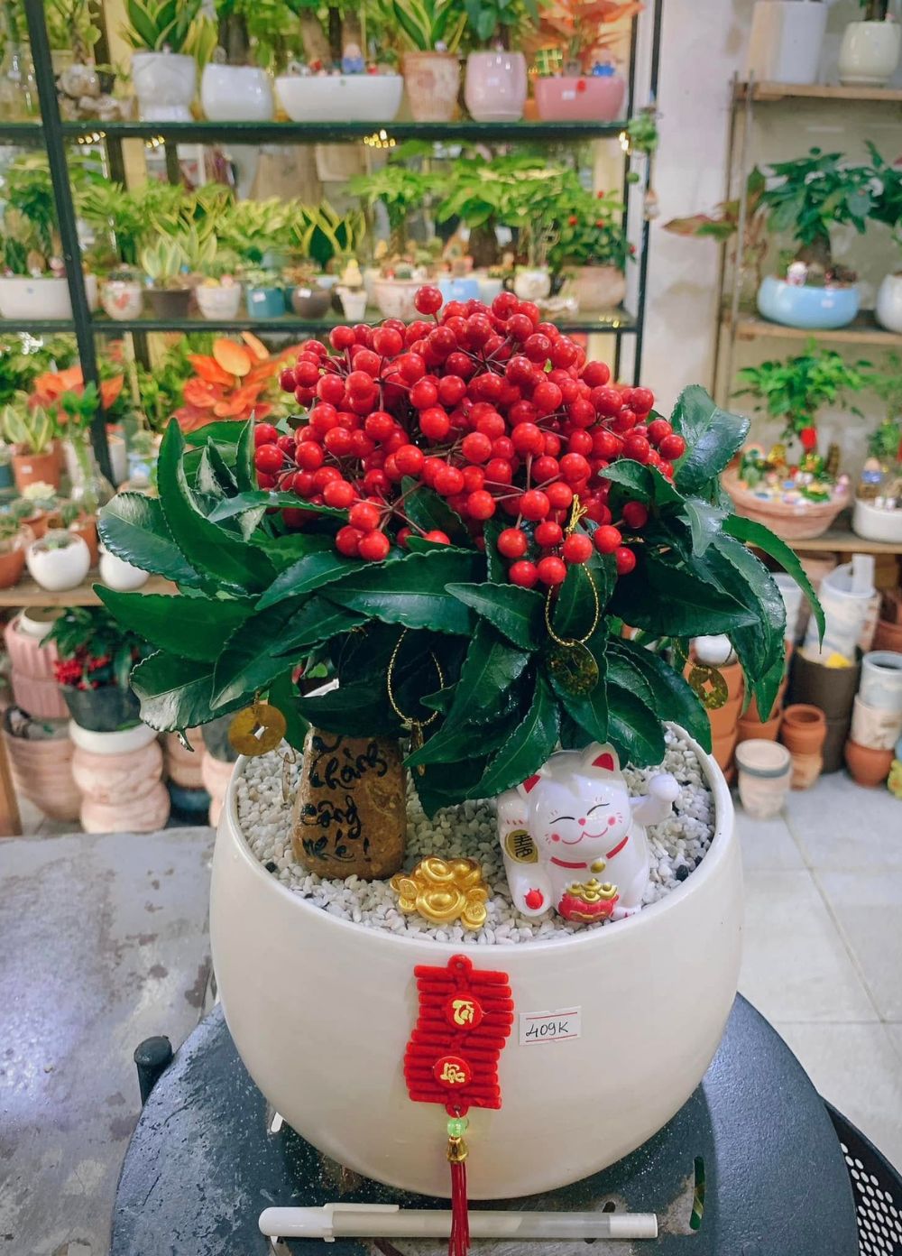 Cây Kim Ngân Lượng Cây Kim Ngân Lượng