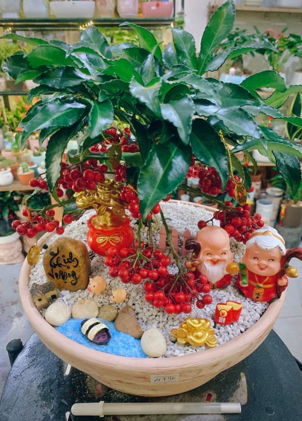 Cây Kim Ngân Lượng Cây Kim Ngân Lượng