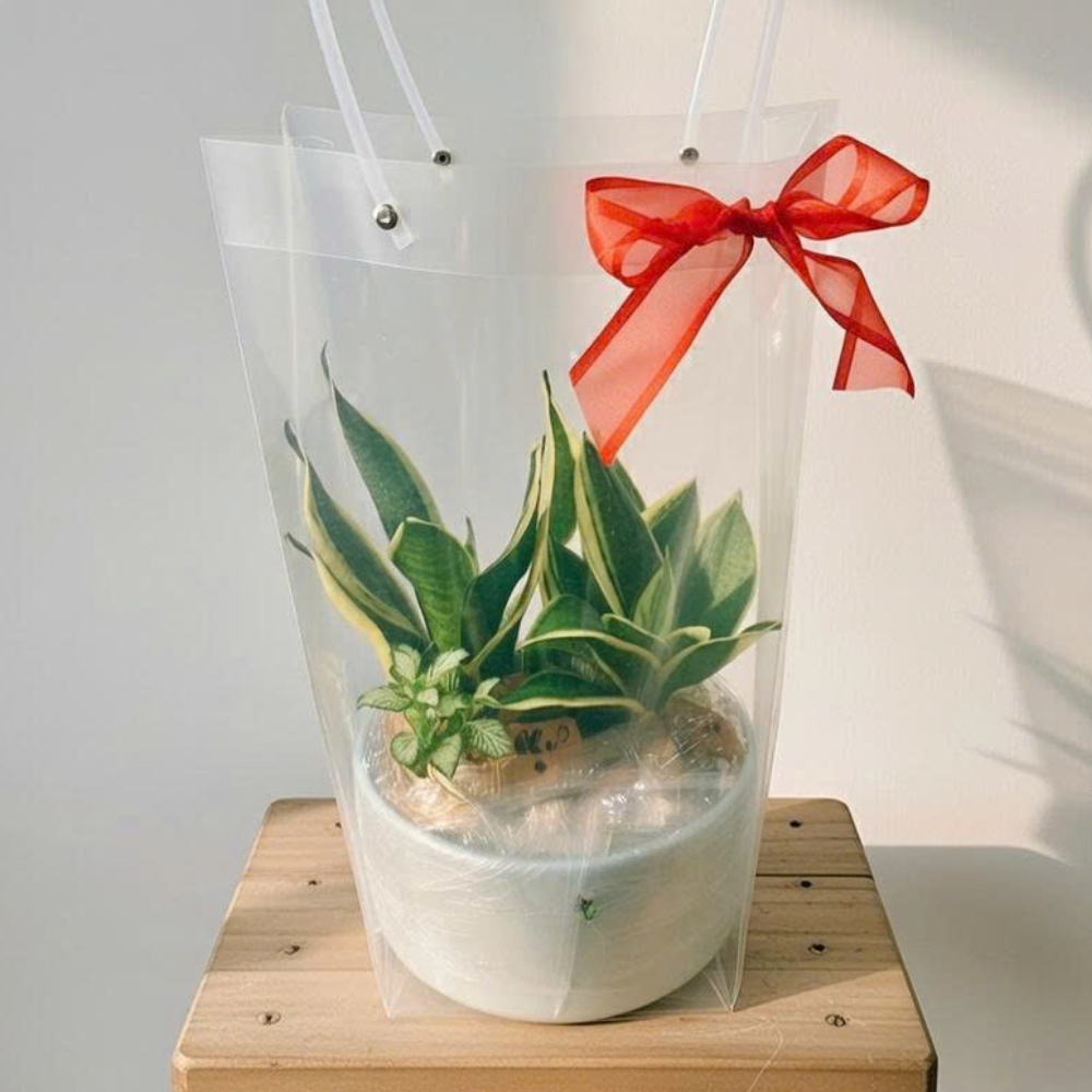 Cây Xanh Để Bàn – Món Quà Xanh Siêu Yêu Dành Riêng Cho Văn Phòng & Doanh Nghiệp 🌿✨