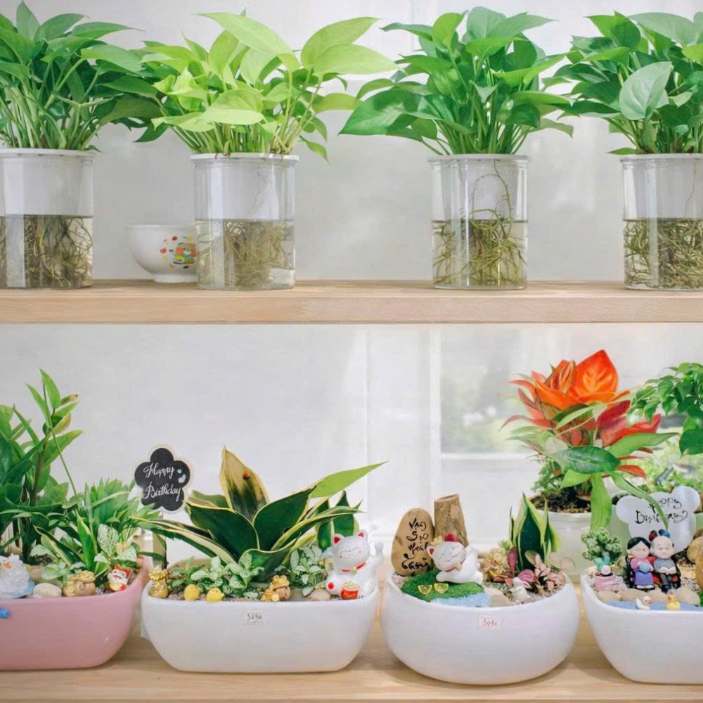 Cây Xanh Để Bàn – Món Quà Xanh Siêu Yêu Dành Riêng Cho Văn Phòng & Doanh Nghiệp 🌿✨