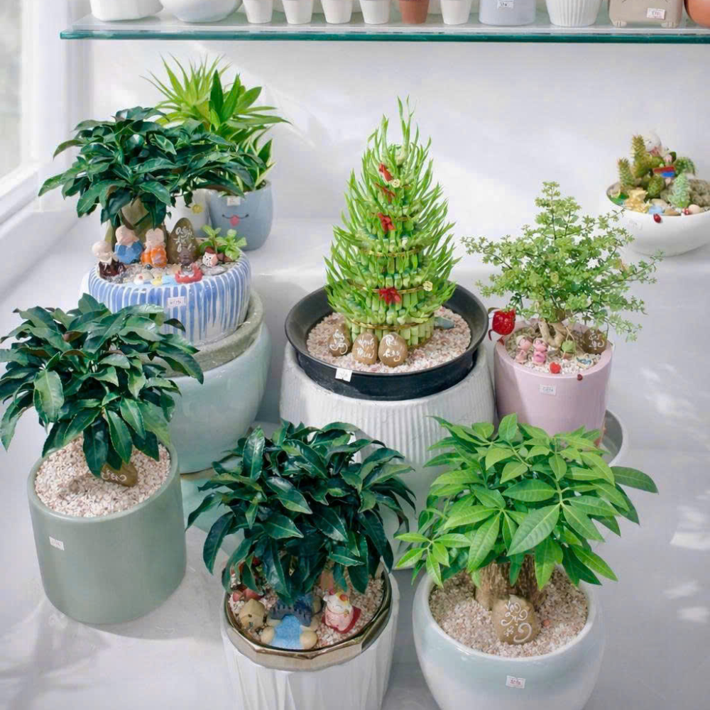 Cây Xanh Để Bàn – Món Quà Xanh Siêu Yêu Dành Riêng Cho Văn Phòng & Doanh Nghiệp 🌿✨