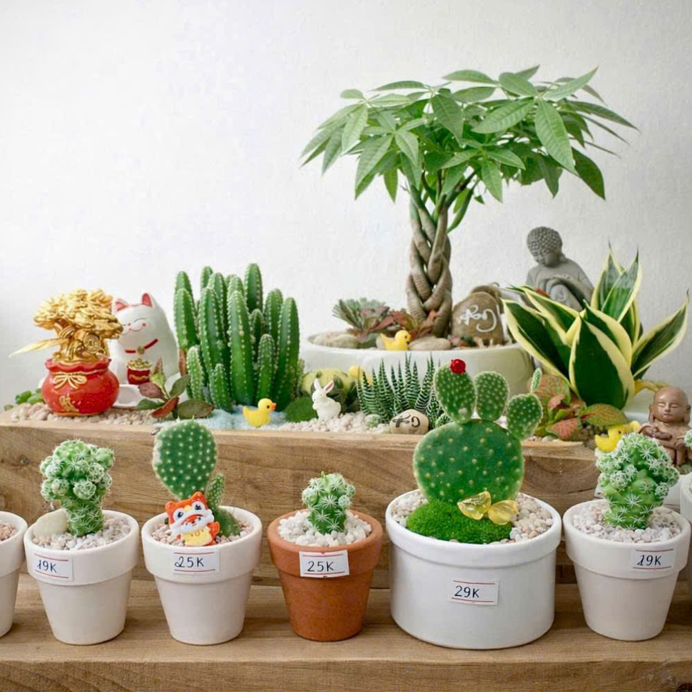 Cây Xanh Để Bàn – Món Quà Xanh Siêu Yêu Dành Riêng Cho Văn Phòng & Doanh Nghiệp 🌿✨