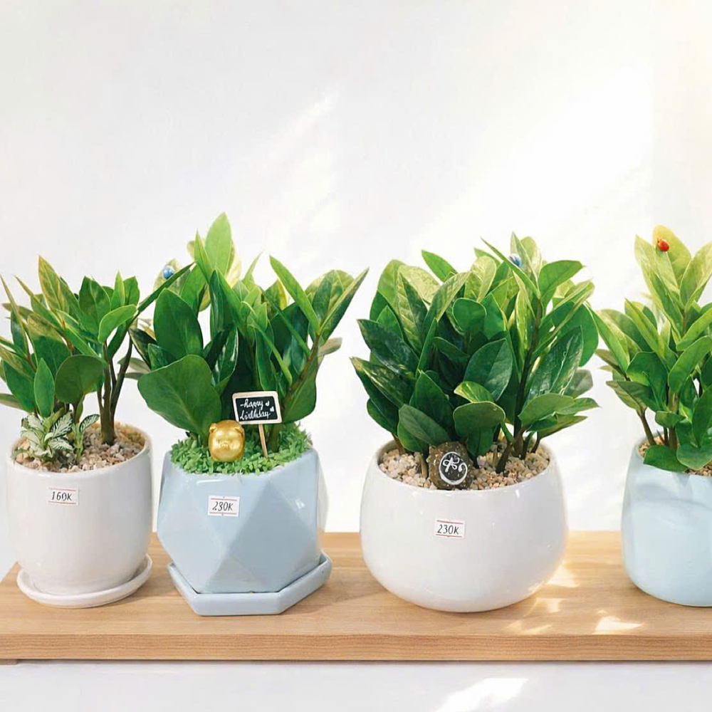 Cây Xanh Để Bàn – Món Quà Xanh Siêu Yêu Dành Riêng Cho Văn Phòng & Doanh Nghiệp 🌿✨